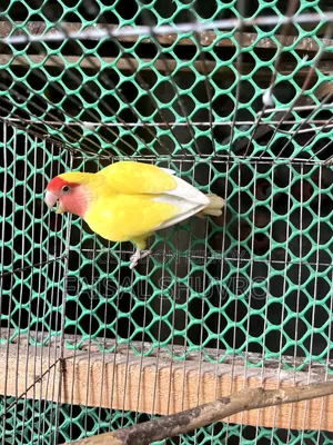 Peaceface Running Love Birds Female for Sell