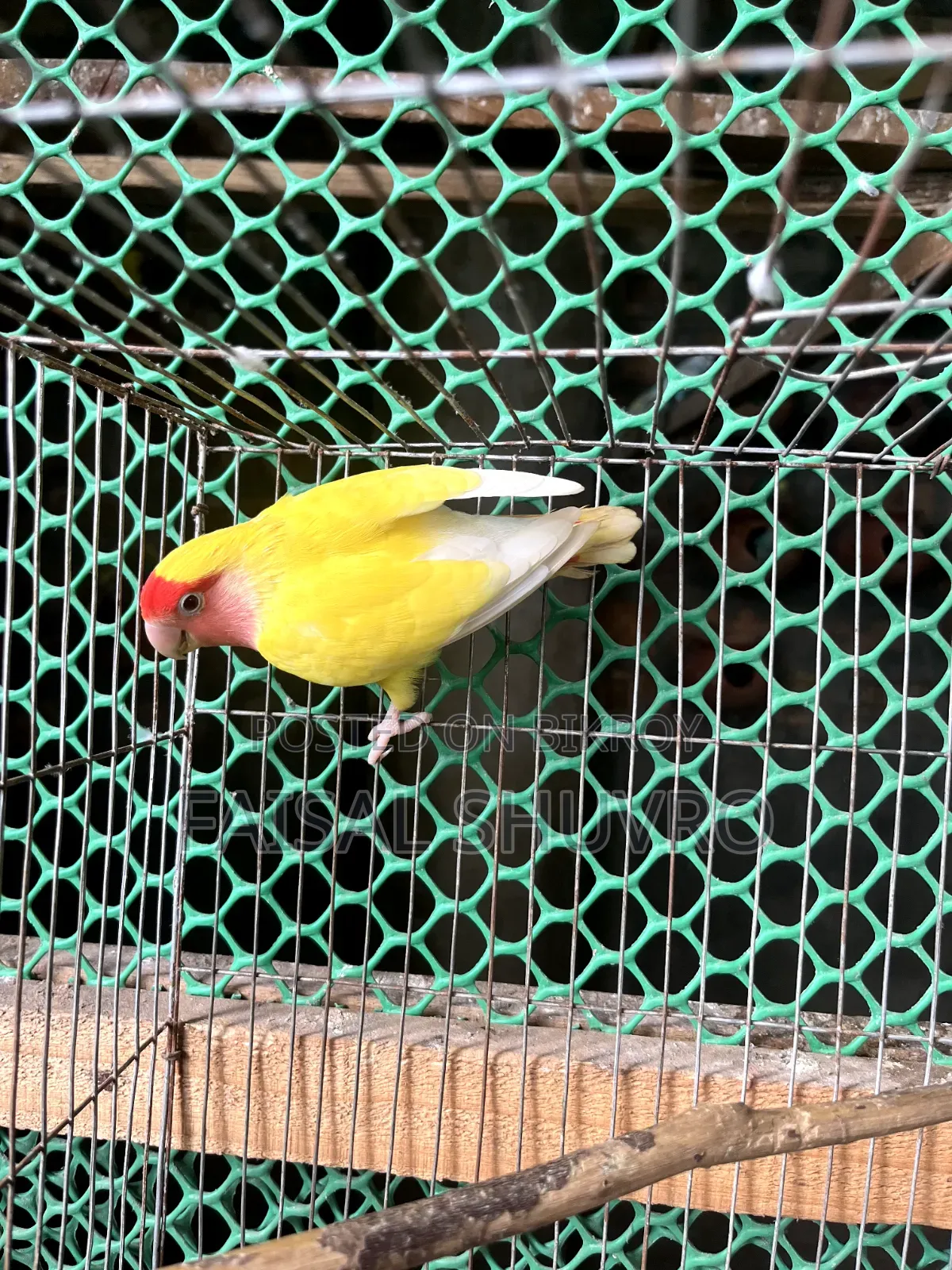 Peaceface Running Love Birds Female for Sell