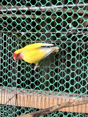 Peaceface Running Love Birds Female for Sell