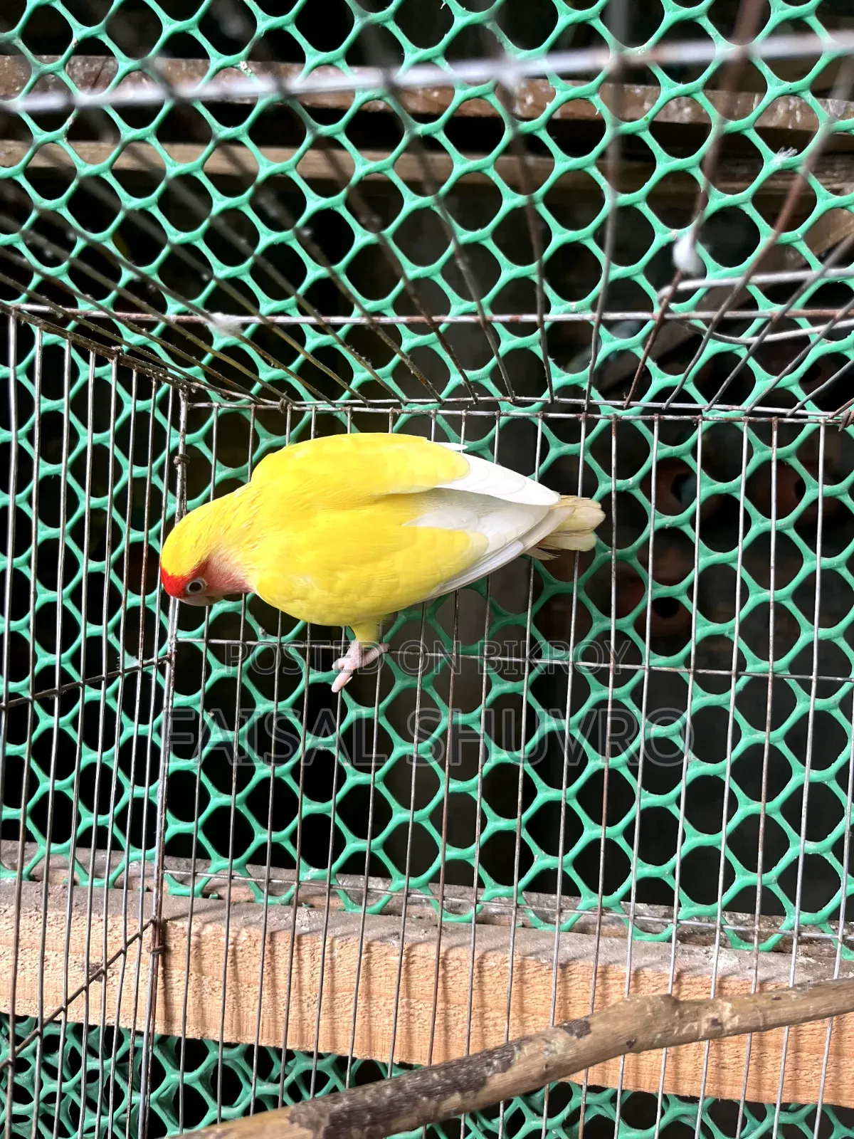 Peaceface Running Love Birds Female for Sell