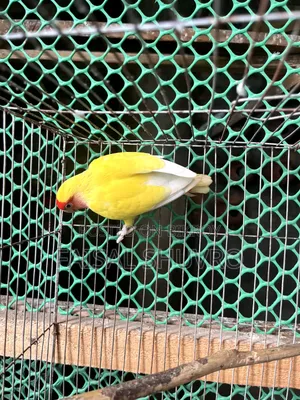 Peaceface Running Love Birds Female for Sell