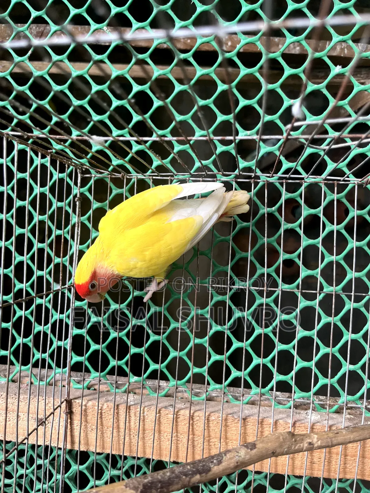 Peaceface Running Love Birds Female for Sell