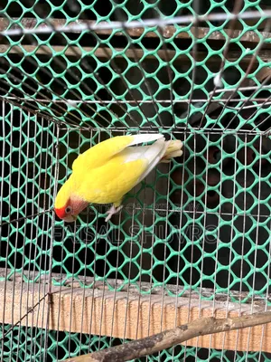 Peaceface Running Love Birds Female for Sell