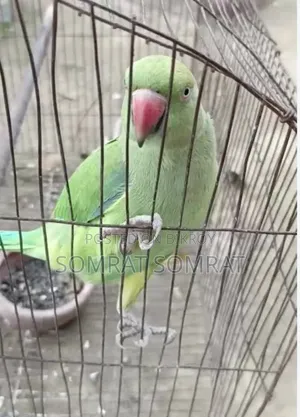 টিয়া পাখি টেম না, ১ বছর, ফিমেল