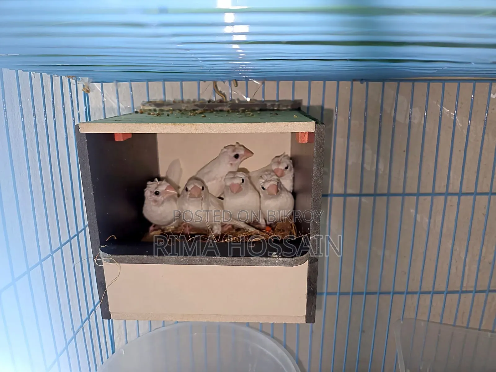 6 Ta Bengali Finch