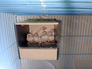6 Ta Bengali Finch