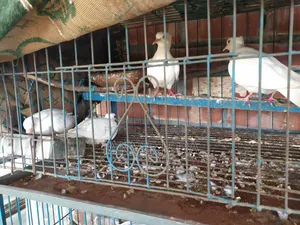 অস্ট্রেলিয়ান চুইটাল ঘুঘু