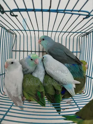 Forpus Bird
