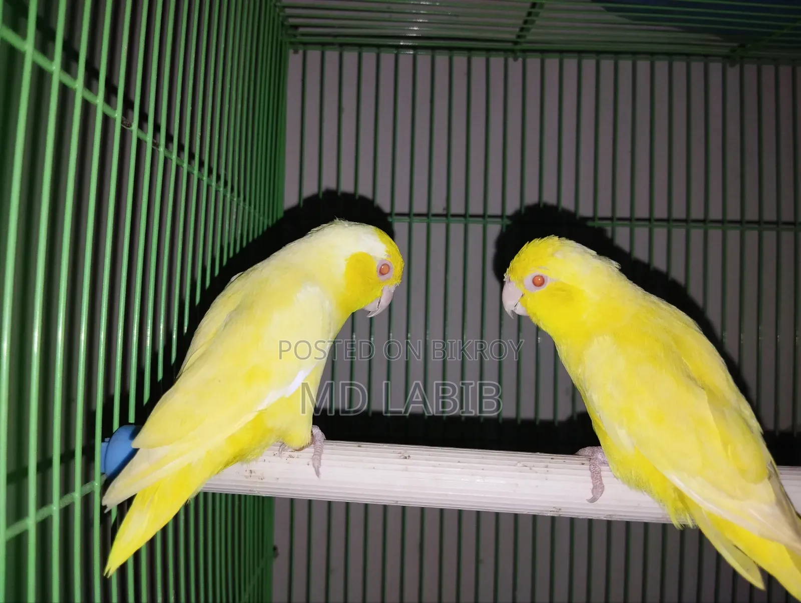 Lutino & Albino Forpus Pair
