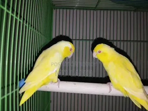 Lutino & Albino Forpus Pair