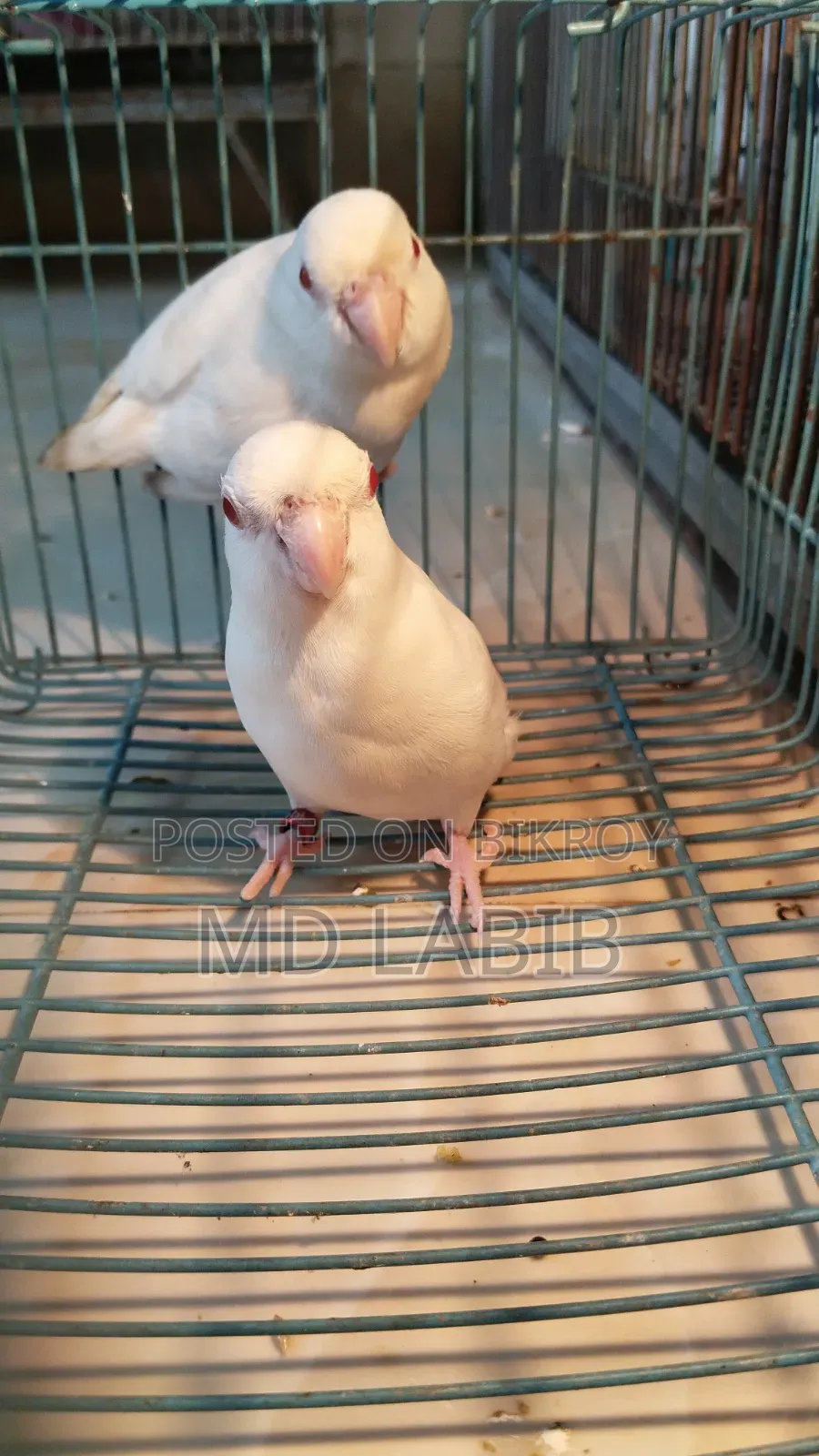Lutino & Albino Forpus Pair