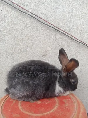 ভালো খরগোশ বিক্রি হবে