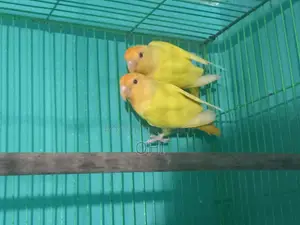 A Pair of Orange Head Opline Love Bird New Adult.