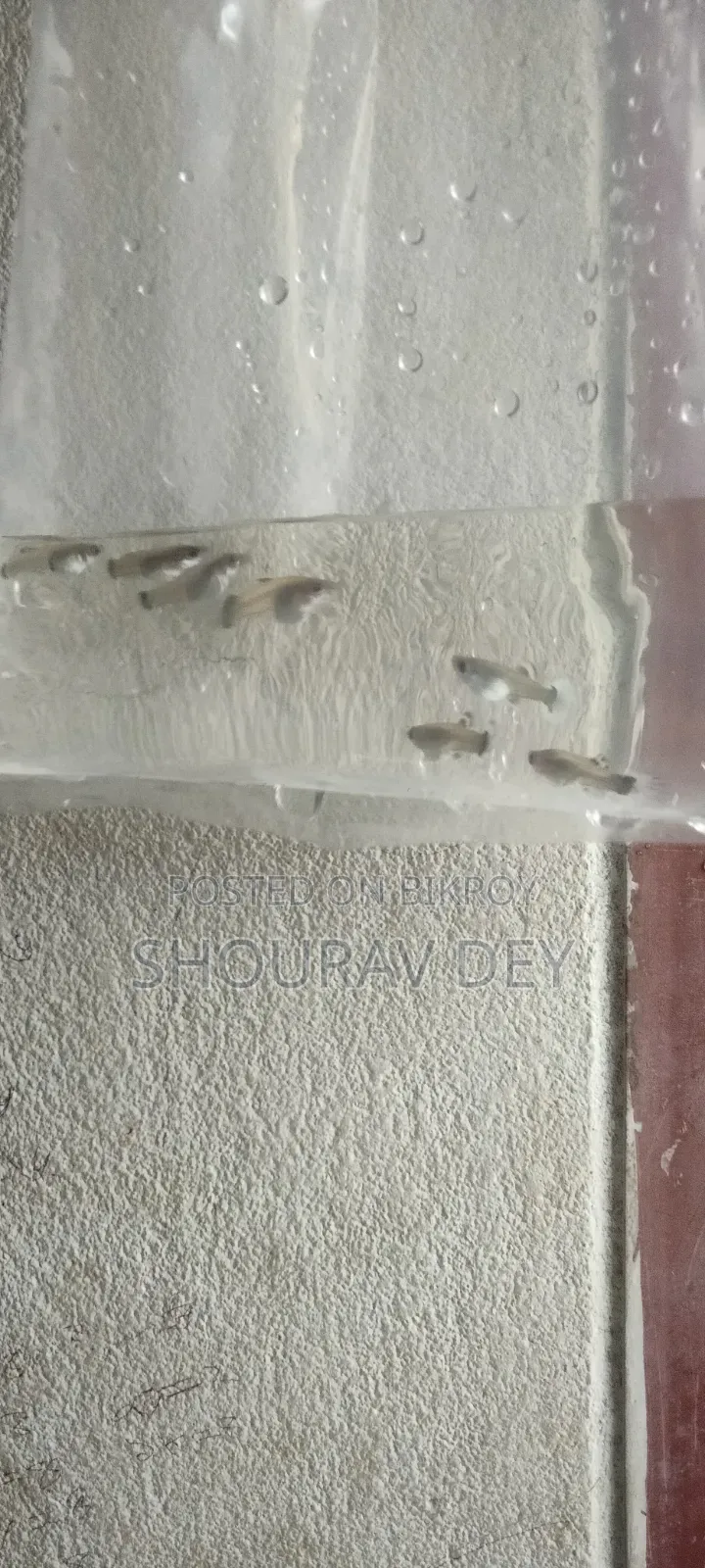 Dumbo Mosaic