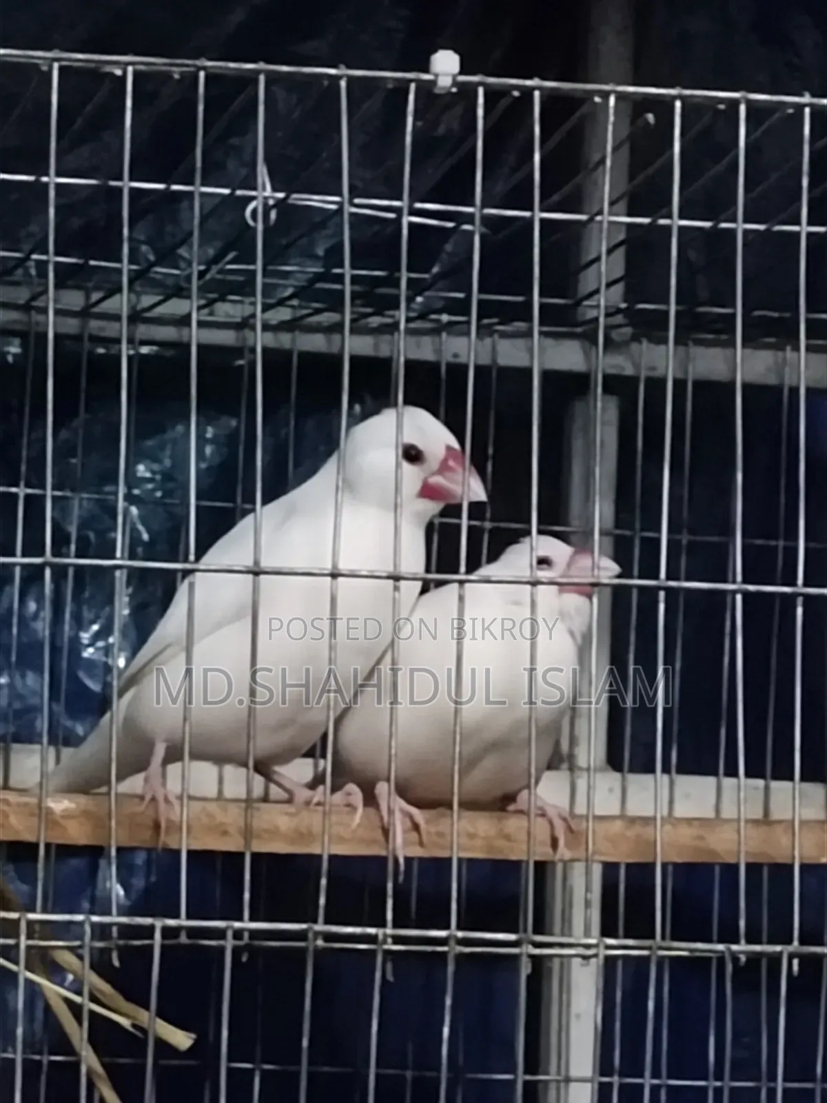 সাদা জাভা মাস্টার পেয়ার