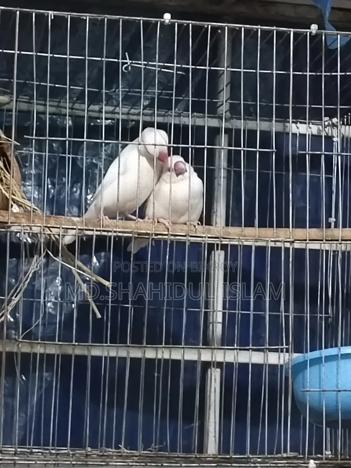 সাদা জাভা মাস্টার পেয়ার