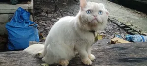 1+ year Male Purebred Persian