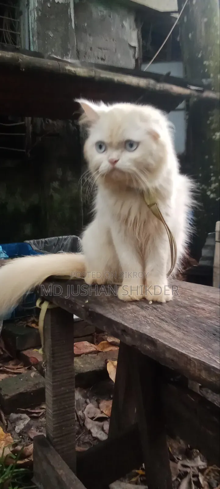 1+ year Male Purebred Persian