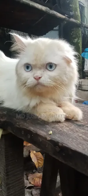1+ year Male Purebred Persian