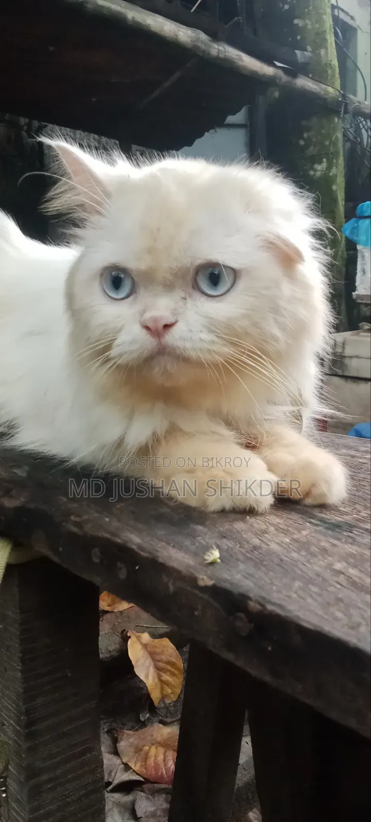 1+ year Male Purebred Persian