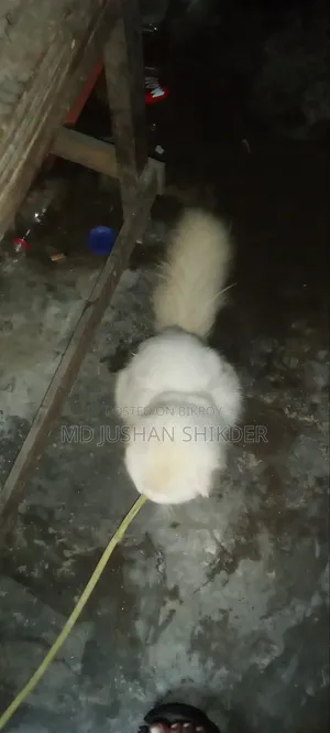 1+ year Male Purebred Persian