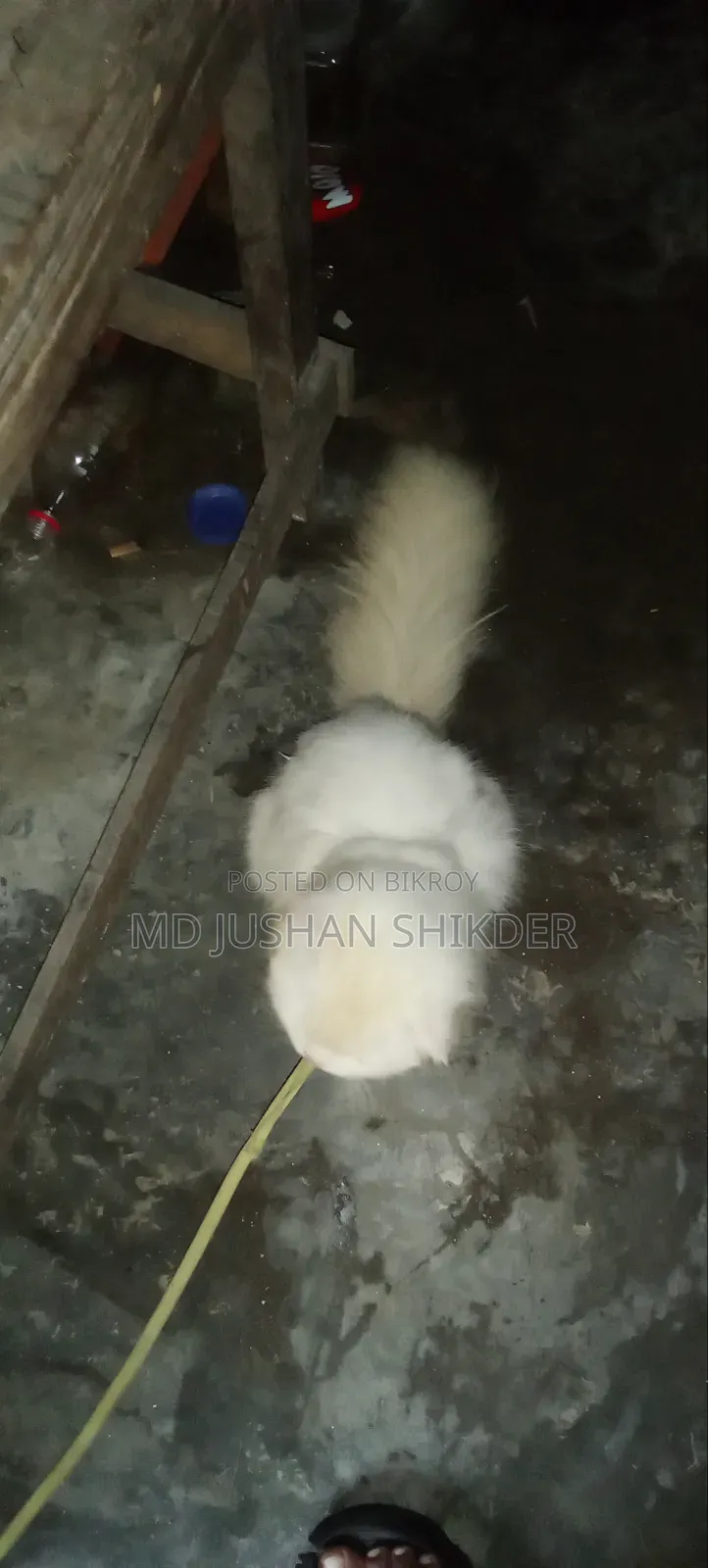 1+ year Male Purebred Persian