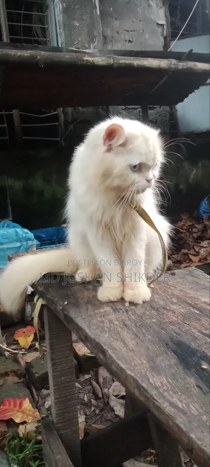 1+ year Male Purebred Persian