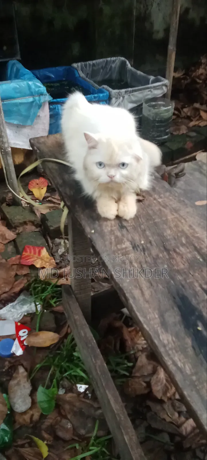 1+ year Male Purebred Persian