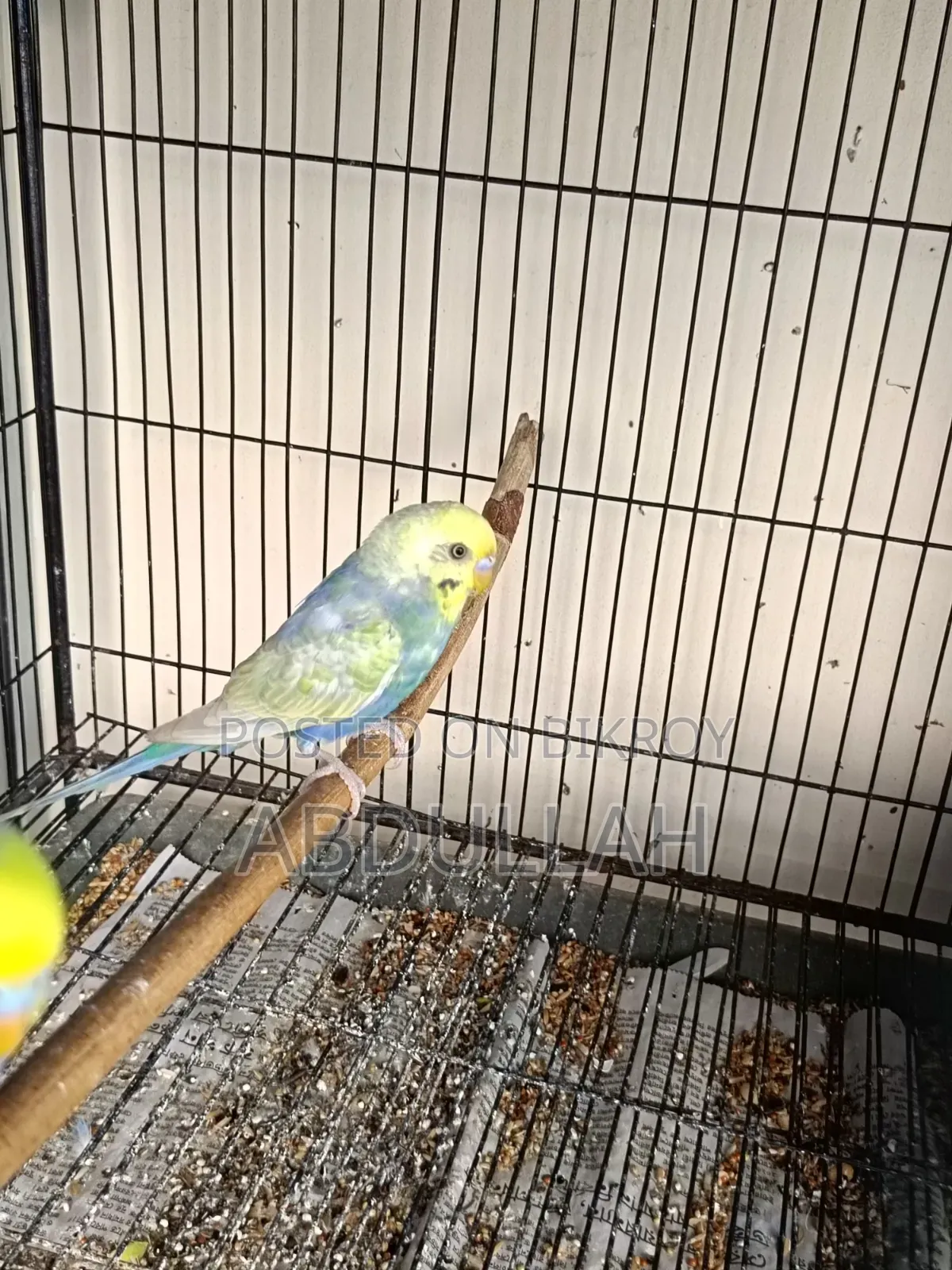 Rainbow Adult Male