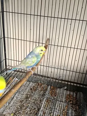 Rainbow Adult Male