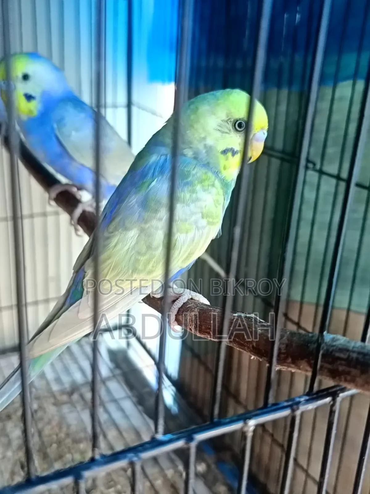 Rainbow Adult Male