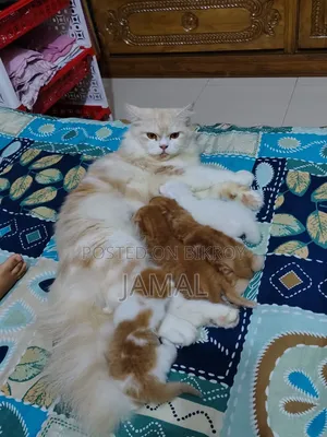 1+ year Female Mixed Breed Persian