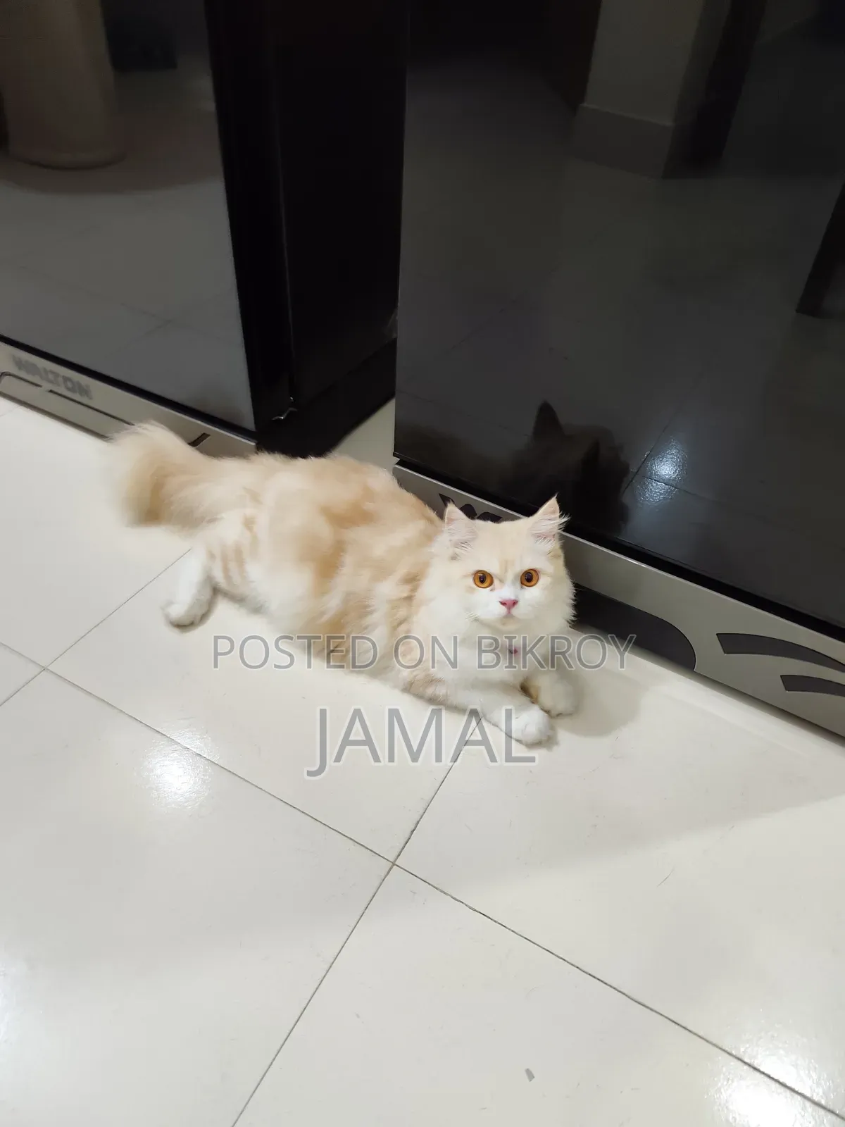 1+ year Female Mixed Breed Persian