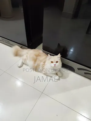 1+ year Female Mixed Breed Persian