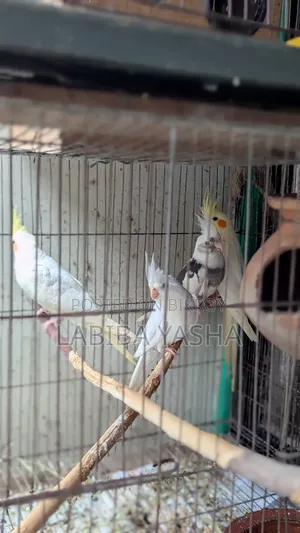 Cockatiel 4ta