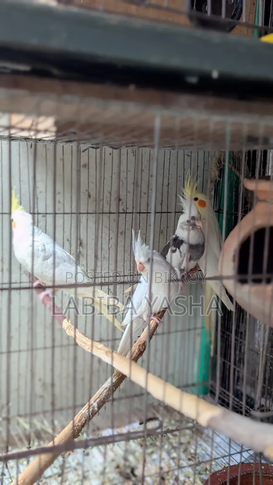 Cockatiel 4ta