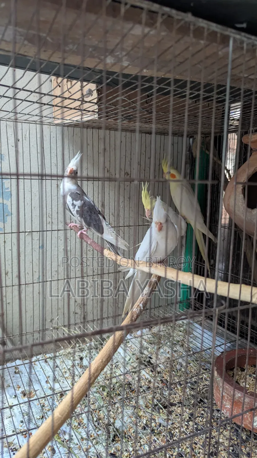 Cockatiel 4ta