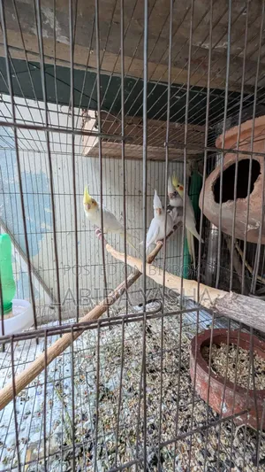 Cockatiel 4ta