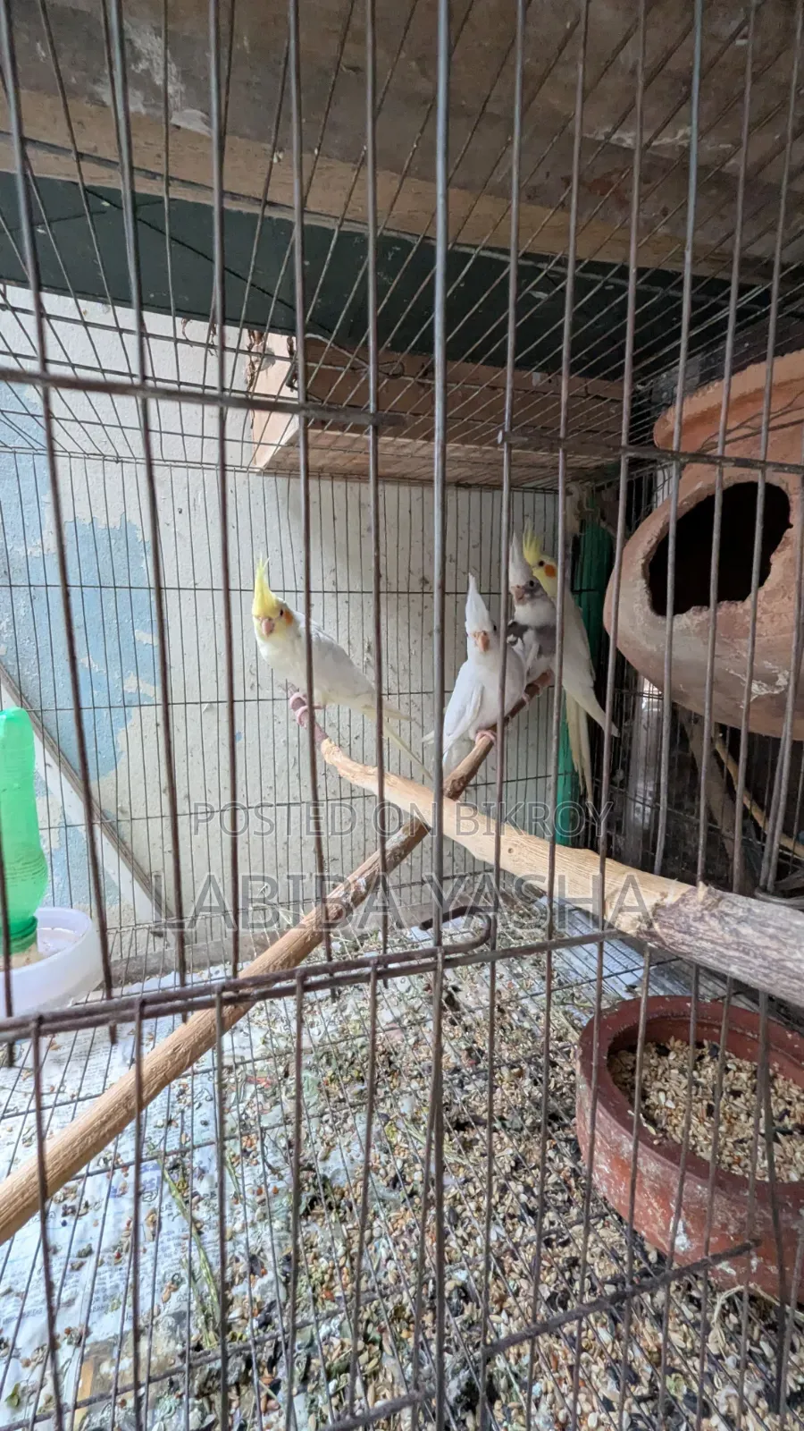 Cockatiel 4ta