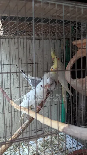 Cockatiel 4ta