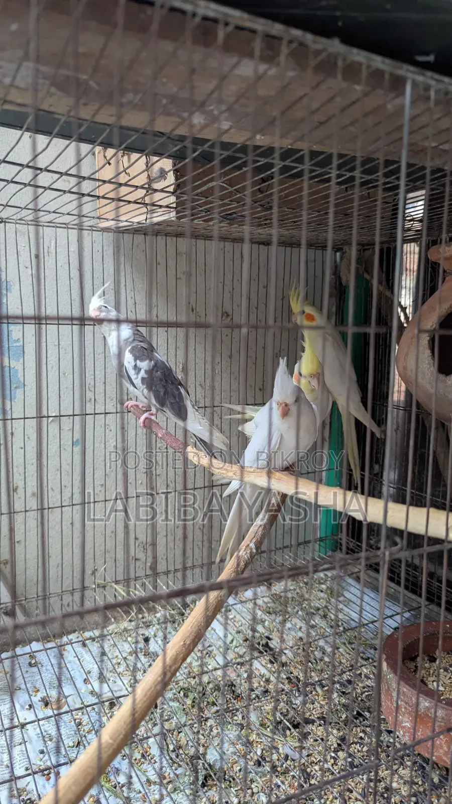 Cockatiel 4ta