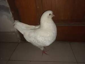 কিং কবুতর( kingKubota)