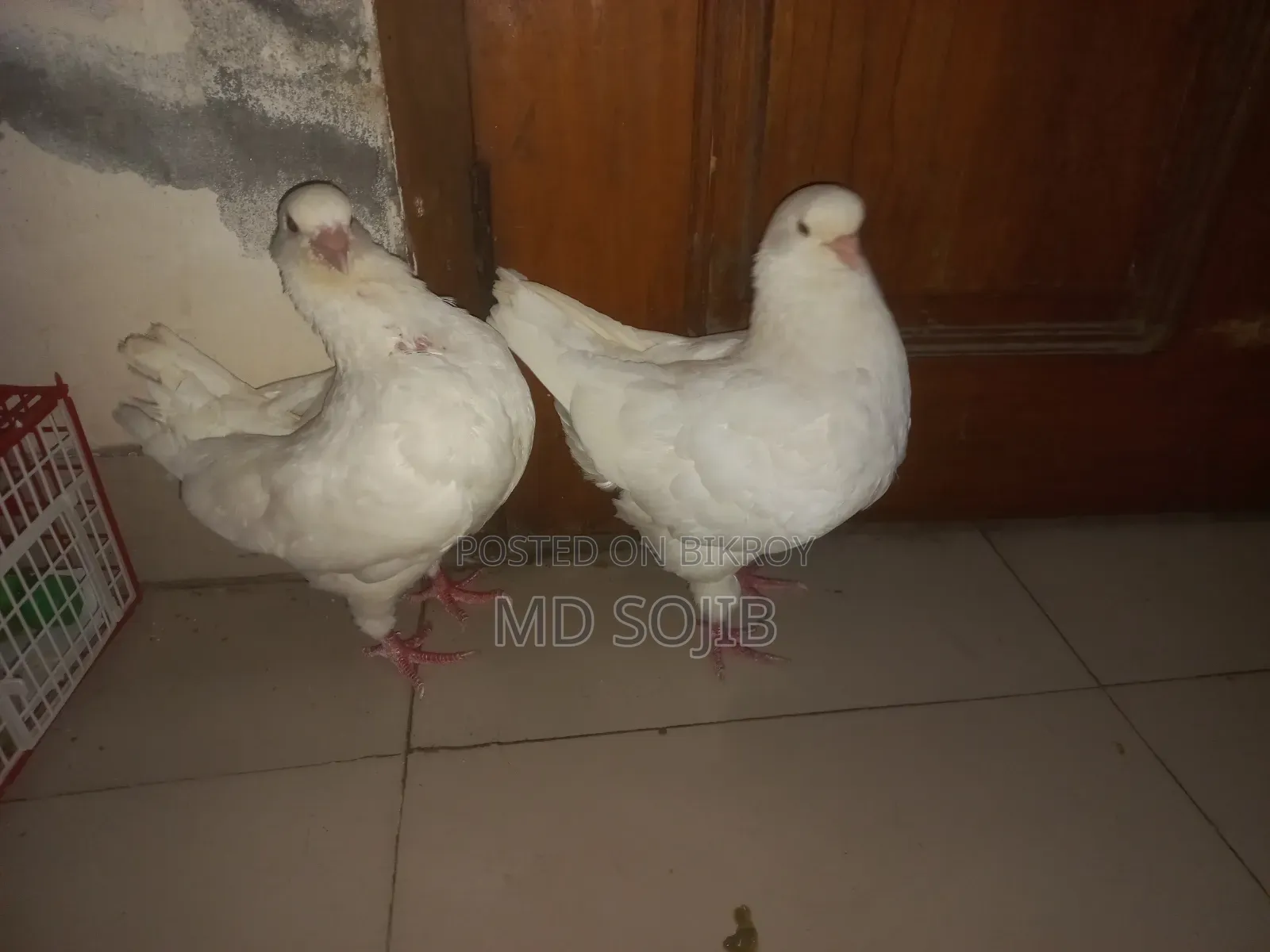 কিং কবুতর( kingKubota)