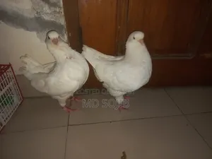 কিং কবুতর( kingKubota)