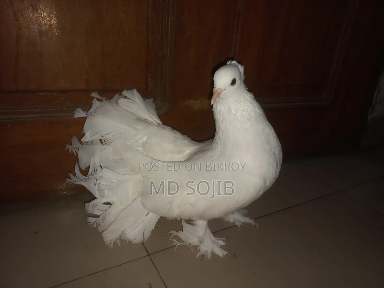 কিং কবুতর( kingKubota)