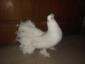কিং কবুতর( kingKubota)