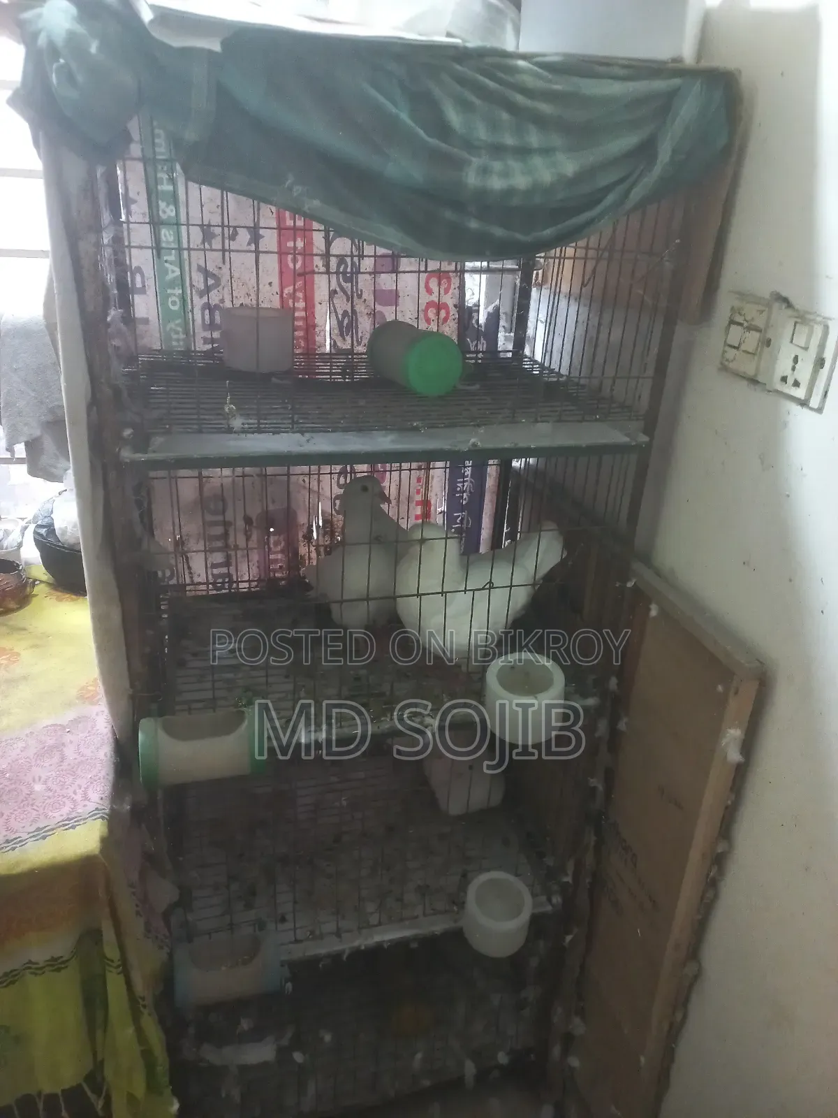 কিং কবুতর( kingKubota)