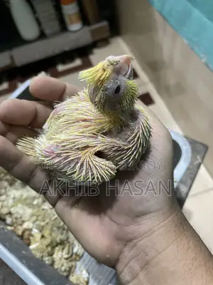 Cockatiel Tem Size Baby