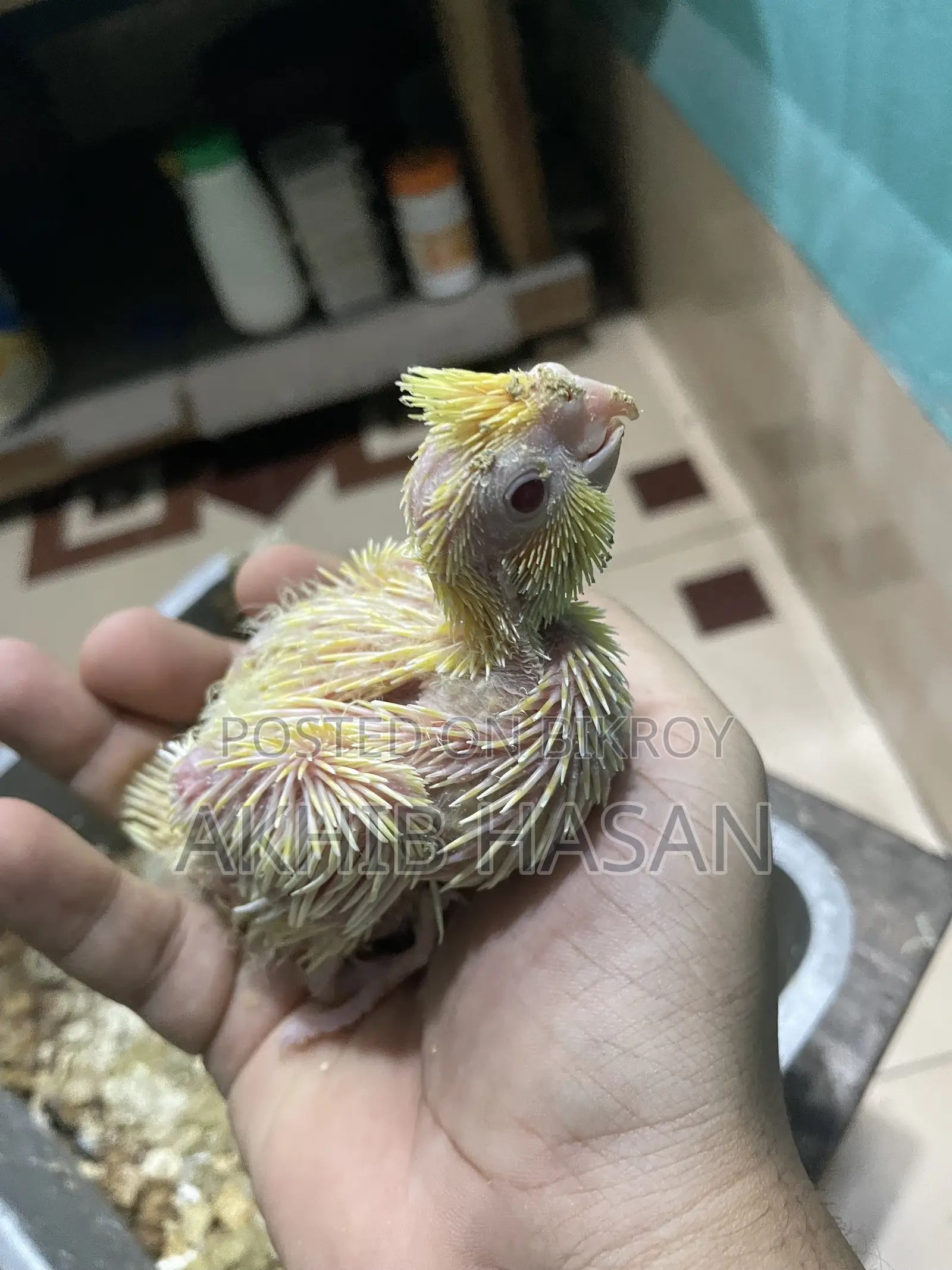Cockatiel Tem Size Baby
