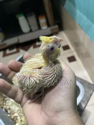 Cockatiel Tem Size Baby